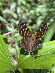 Dodona formosana
