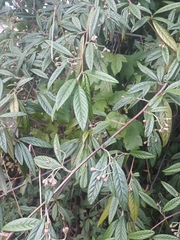 Cotoneaster salicifolius