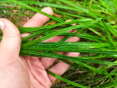 Carex pediformis