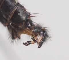 Sarcophaga variegata