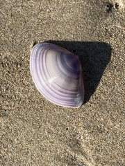 Austromactra contraria