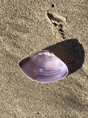 Austromactra contraria