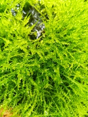 Hygroamblystegium