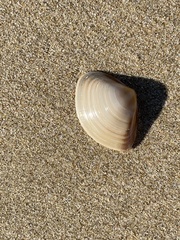 Austromactra rufescens