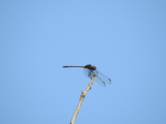 Dythemis