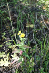 Hieracium krylovii
