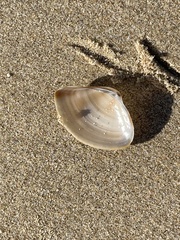 Austromactra rufescens