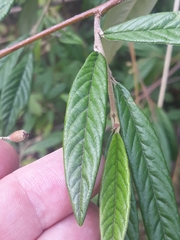 Cotoneaster salicifolius