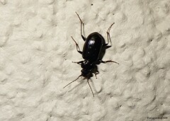 Loricera