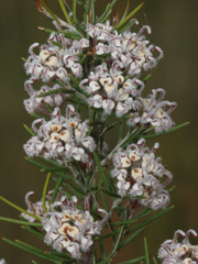 Grevillea umbellulata