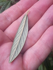 Cotoneaster salicifolius