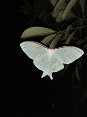 Actias aliena aliena