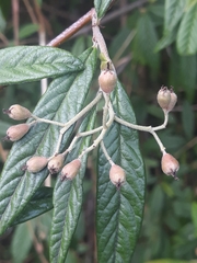 Cotoneaster salicifolius