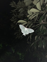 Actias aliena aliena