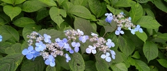 Hydrangea serrata