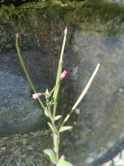 Epilobium