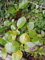Coprosma repens