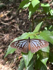 Parantica