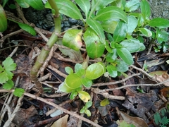 Coprosma repens