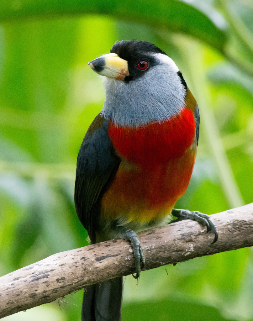 Toucan-Barbets