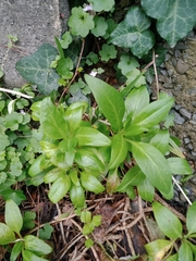 Centranthus ruber