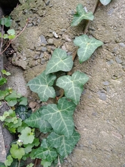Hedera helix