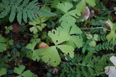 Anemonastrum baicalense