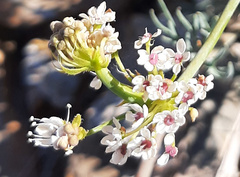 Trachymene glaucifolia