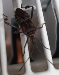 Leptoglossus occidentalis