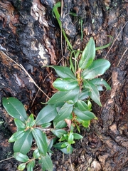 Metrosideros excelsa