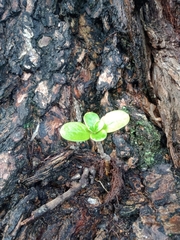 Coprosma repens