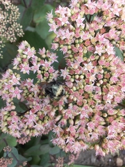 Bombus