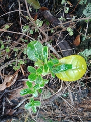Coprosma repens