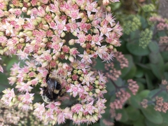 Bombus