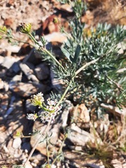 Trachymene glaucifolia