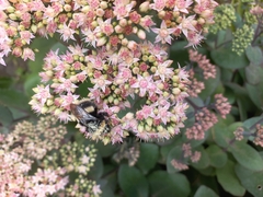Bombus