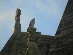 Falco peregrinus
