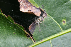 Dolomedes facetus