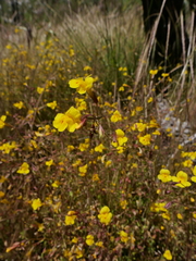 Erythranthe laciniata