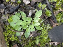 Pterostylis parviflora