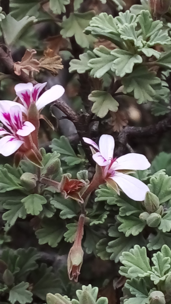 Greyleaf Storksbill
