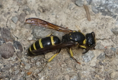 Symmorphus crassicornis