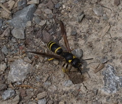 Symmorphus crassicornis