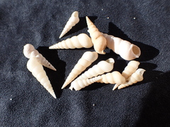 Turritellinella tricarinata