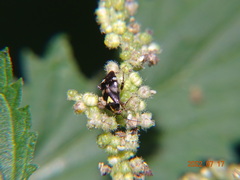Liocoris tripustulatus