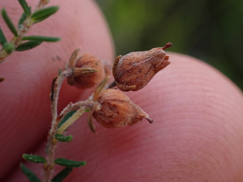 Image of Erica pubescens by (c) Ren Hoekstra, some rights reserved (CC BY)