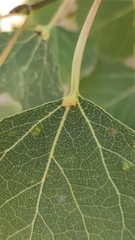 Eriophyes diversipunctatus