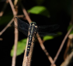 Onychothemis testacea
