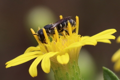 Heriades crenulata