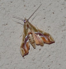 Agathodes monstralis
